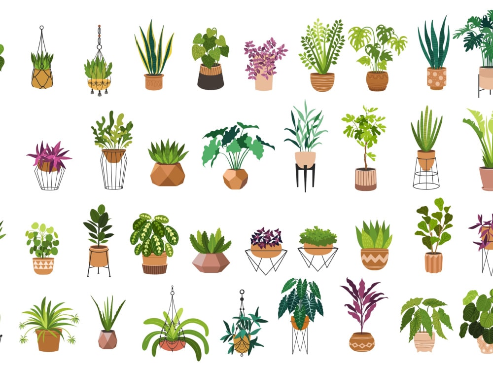 Indoor Houseplants